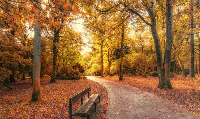 Park path with autumn trees and a bench