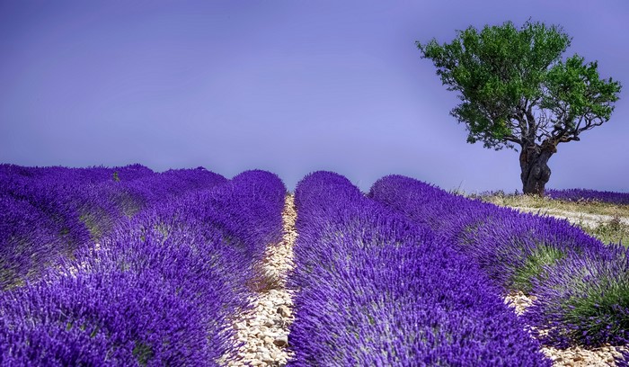 Lavender field with a tree