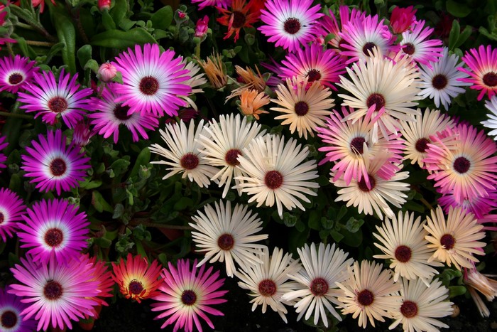 Close-up of colorful Mesembryanthemum flowers