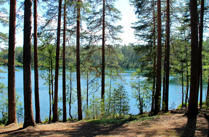 Lake and trees in Sapyornoye, Leningrad Oblast, Russia