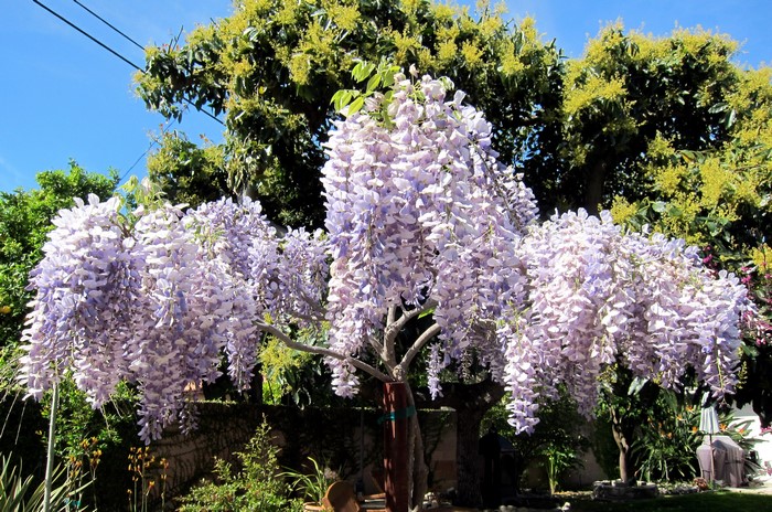 Wisteria tree with purple flowers
