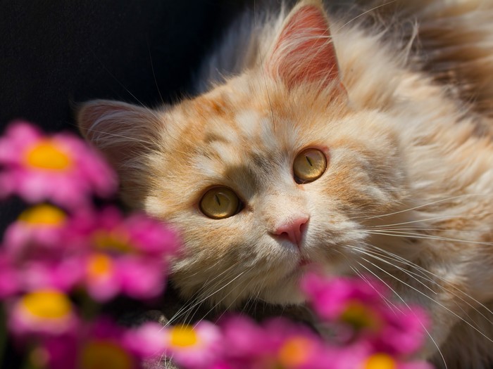 Ginger Cat Peeking Through Pink Flowers