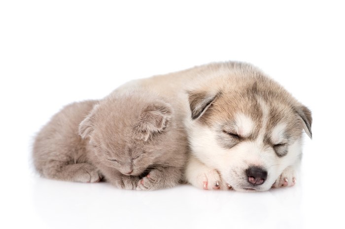 Sleeping Puppy and Kitten Together in White Background