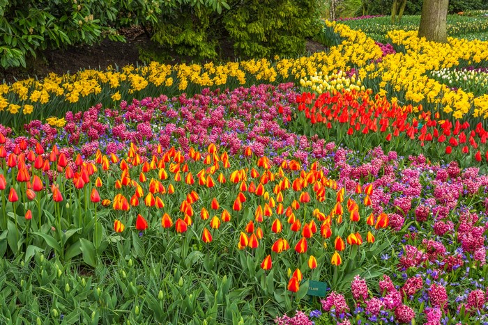 Keukenhof Gardens with Rows of Tulips and Daffodils