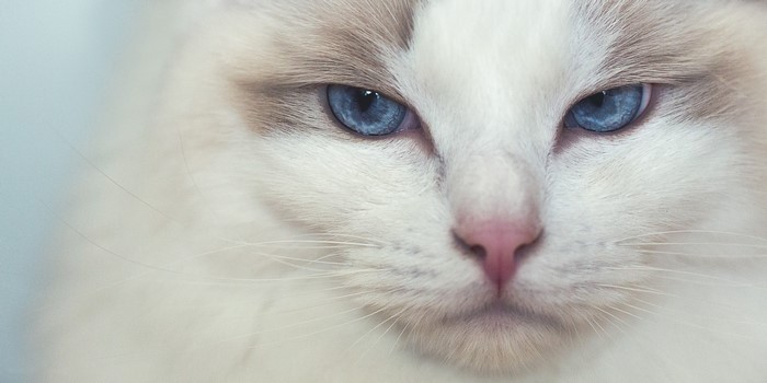 Close-up of a Ragdoll cat's face