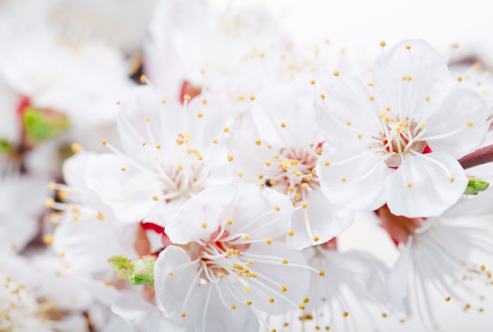 Close-up of White Cherry Blossoms
