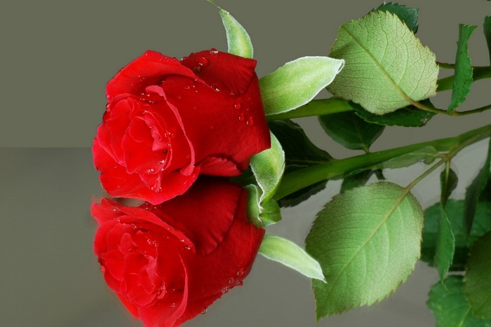 Red rose with water drops and reflection