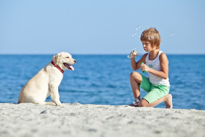 Boy blowing bubbles with a dog on the beach