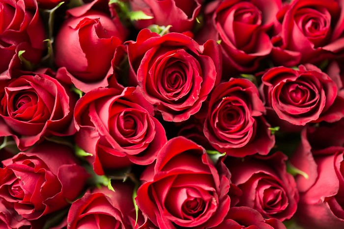 4K Close-Up of Vibrant Red Roses