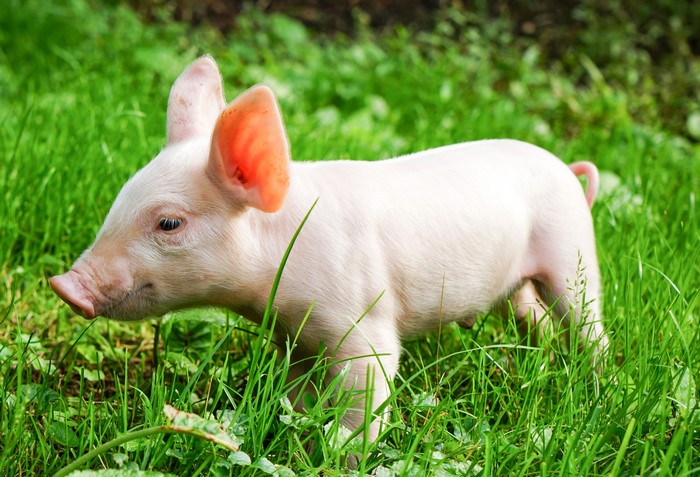 4K Domestic pig in grass