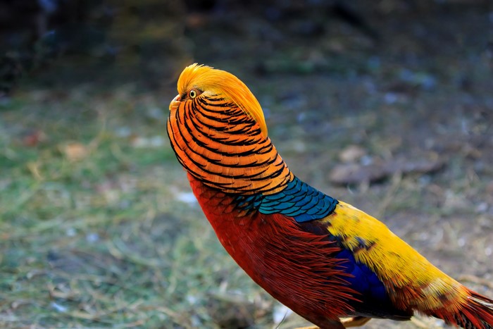 Golden Pheasant Bird