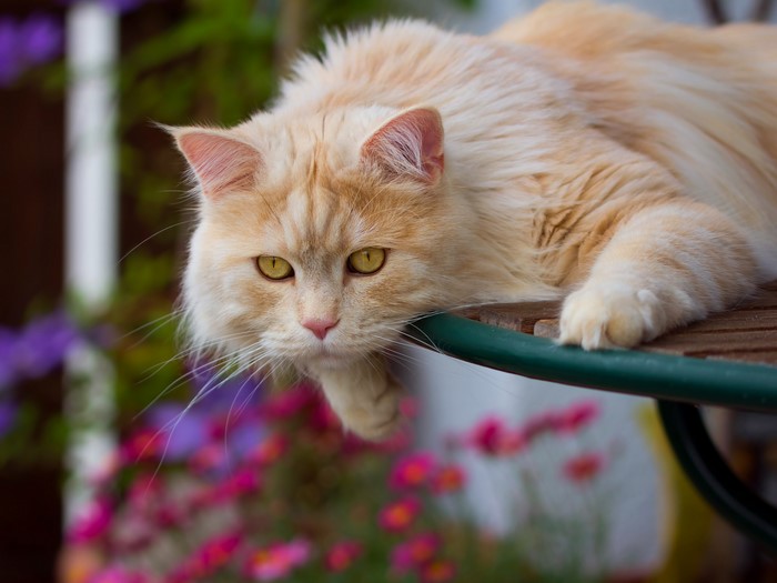 Ginger Maine Coon Cat Lying on Table