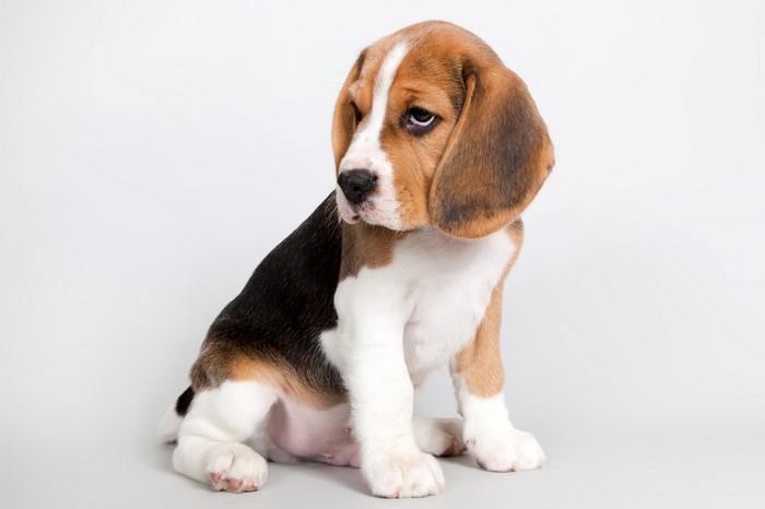 Beagle puppy sitting on a white background