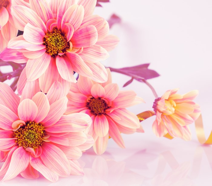 Pink Chrysanthemums with Yellow Ribbon