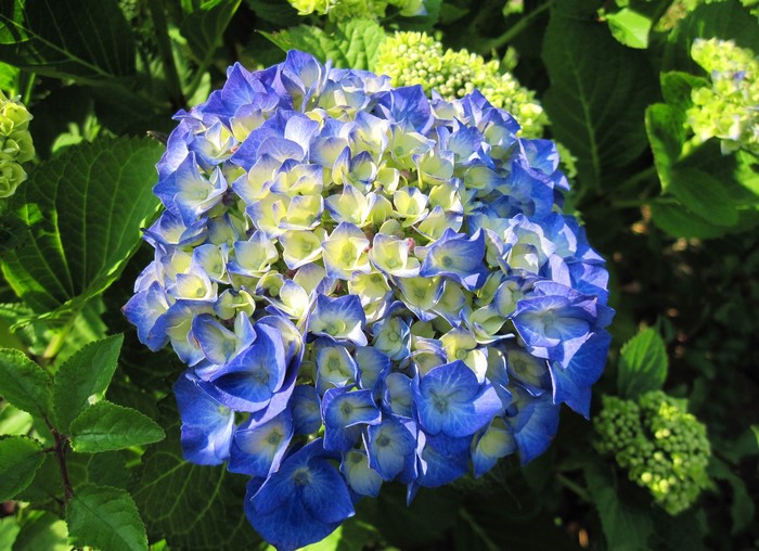 Blue and yellow hydrangea flower
