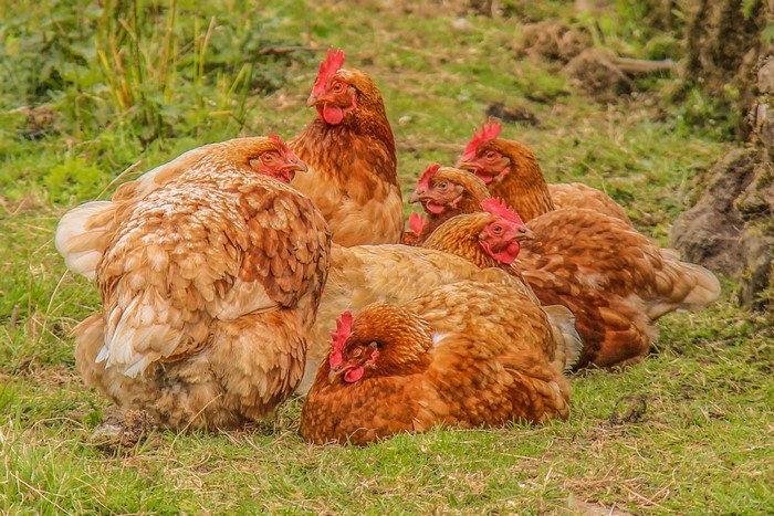 A flock of brown chickens resting on grass