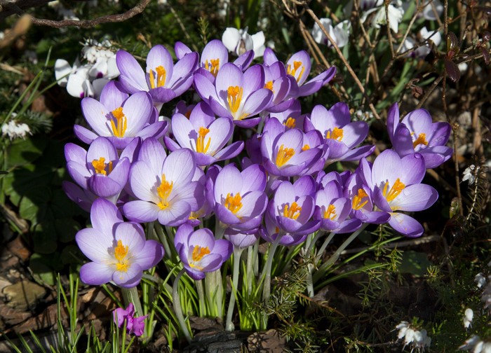 Purple crocuses with yellow centers in a garden