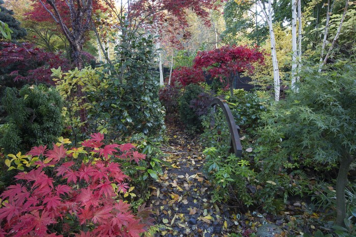 Autumn garden path with Japanese maples and birch trees