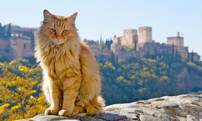 Ginger cat sitting on stone wall with Alhambra in background