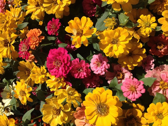 Vibrant Cluster of Colorful Zinnia Flowers