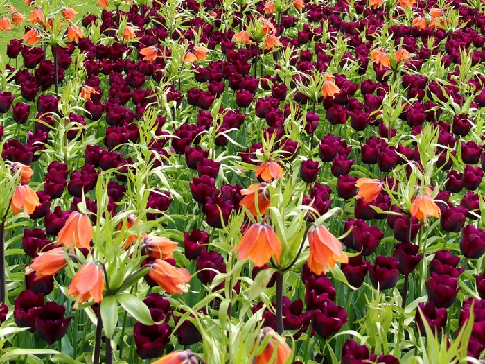 Field of Dark Purple Tulips and Orange Fritillaria Flowers