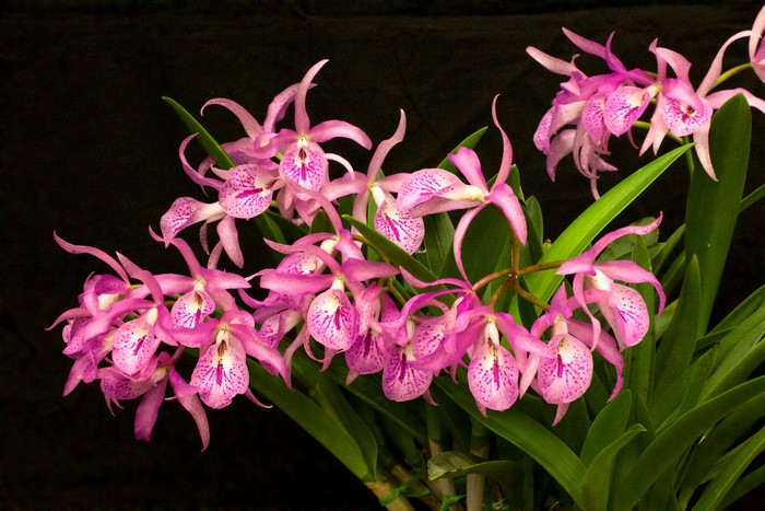 Pink orchids with purple spots