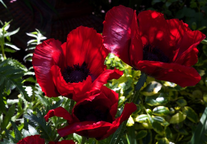 Close-up of Red Poppies in a Garden