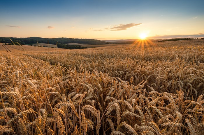 Wheat field at sunset
