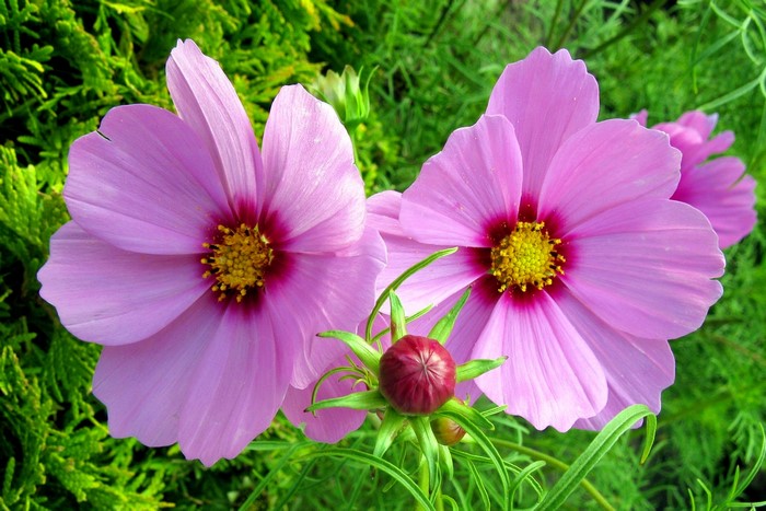 Two pink cosmos flowers and a bud