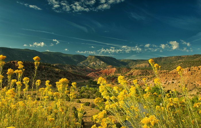 Yellow wildflowers in Abiquiu, New Mexico landscape