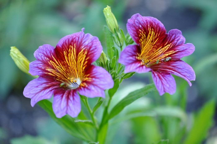 Two purple and yellow Salpiglossis flowers