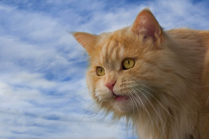 Ginger cat against a cloudy sky