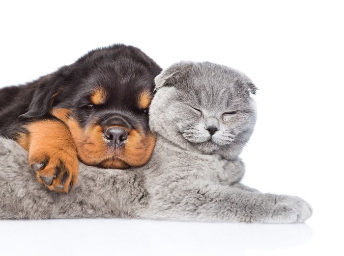 Rottweiler puppy sleeping on a Scottish Fold cat