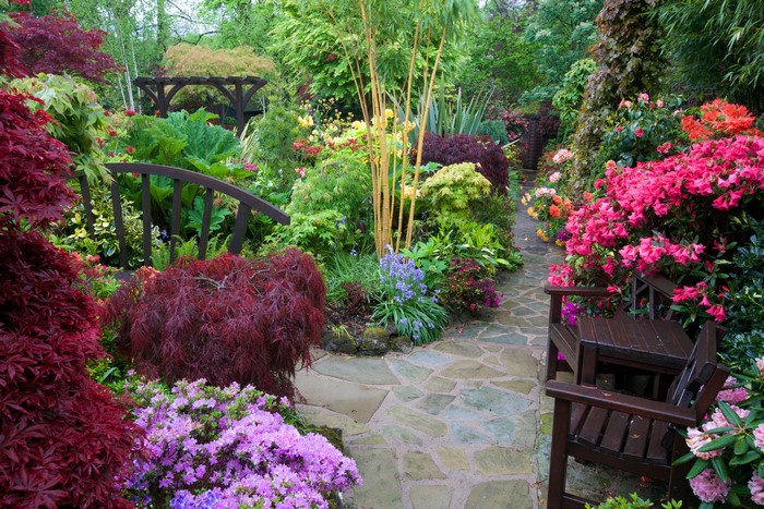 Garden with Rhododendrons and Japanese Maple in England