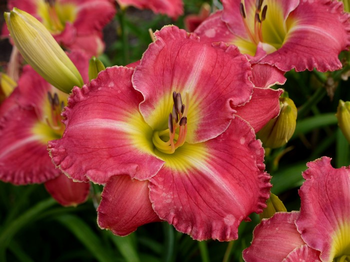 Pink and yellow daylily flowers in bloom