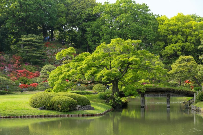 Rikugien Garden Pond with Bridge and Azaleas in Tokyo, Japan