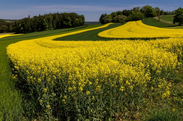 Fields of Rapeseed Under a Blue Sky
