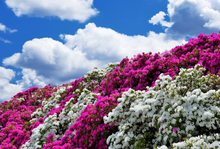 Pink and white azaleas under a blue sky with clouds