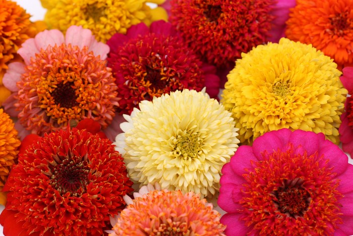 4K Zinnia Flowers Closeup