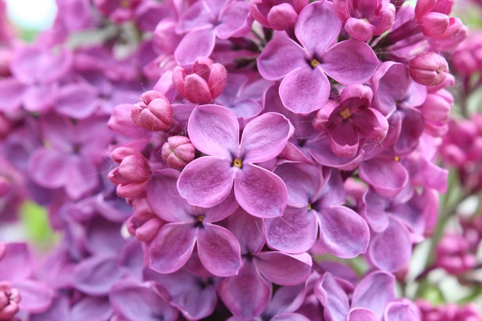 Closeup of Lilac flowers