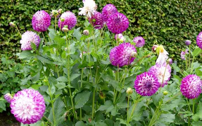 4K Dahlias with Flower Buds