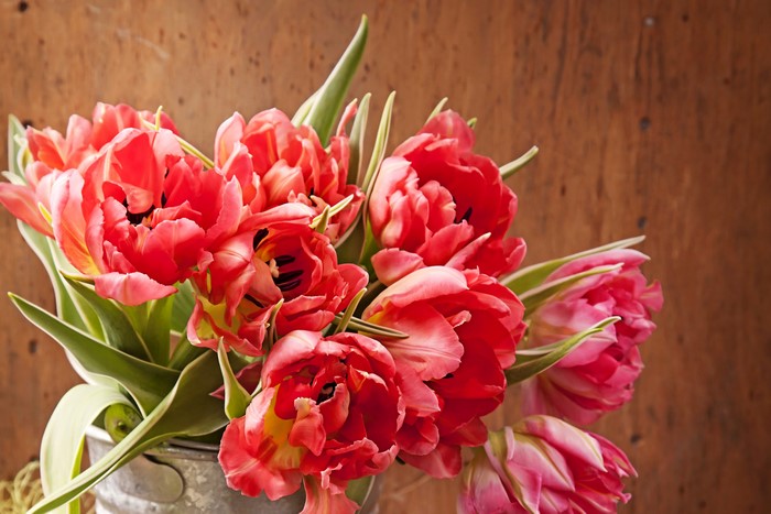 4K Tulips Closeup