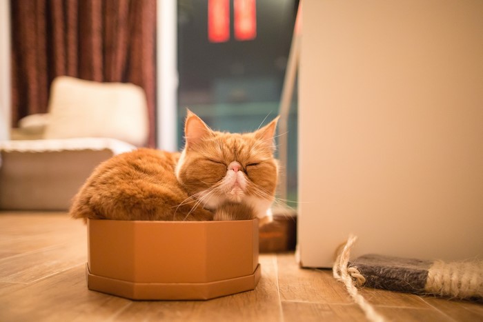 Ginger Exotic Cat Sleeping in a Box