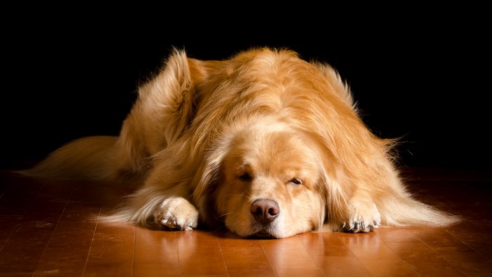 Golden Retriever dog sleeping on wooden floor