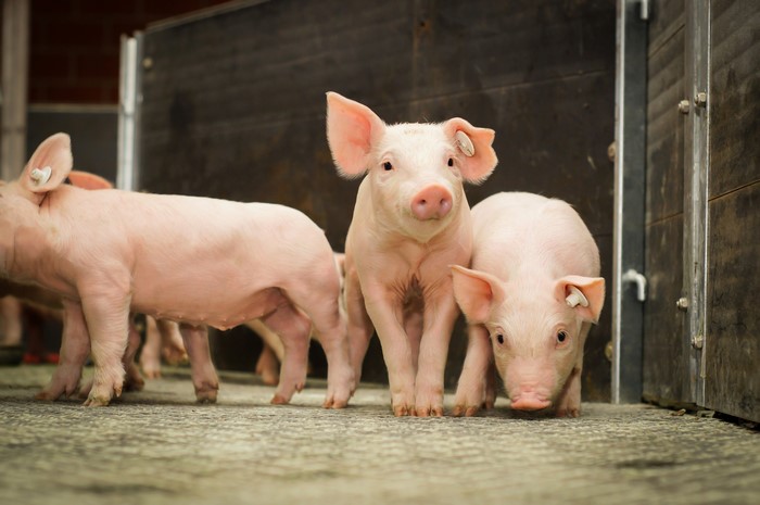 Domestic pigs in a pen