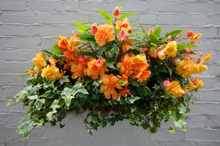 Hanging basket with orange begonias and ivy