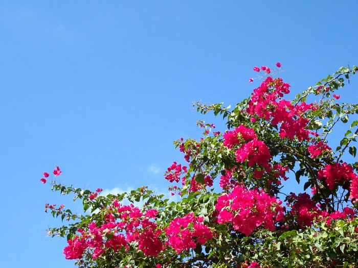 Bougainvillea flowers against a bright blue sky