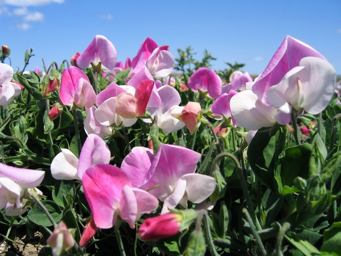 Sweet pea flowers in bloom