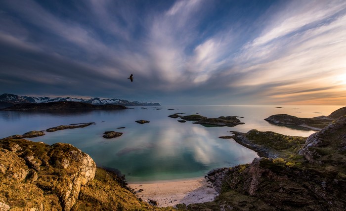 Bird flying over Sandvika coast in Norway at sunset