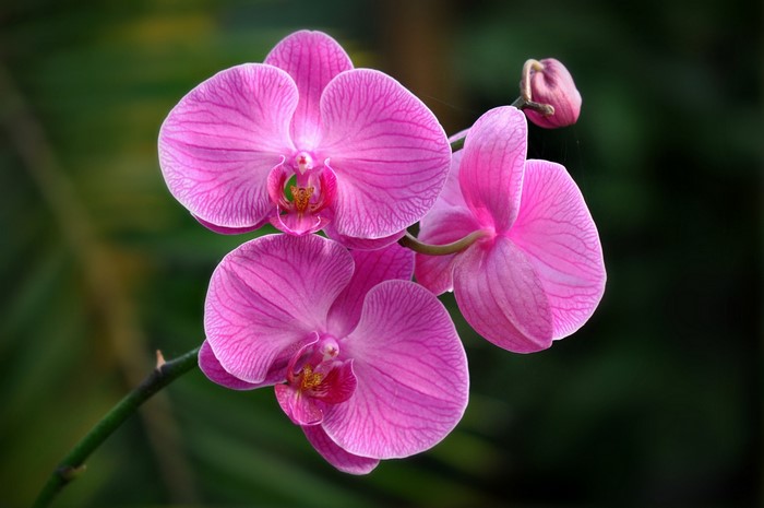 Close-up of pink orchids with a bud